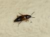 Tachinus subterraneus